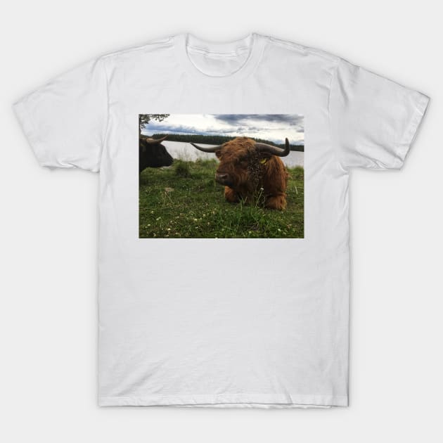 Scottish Highland Cattle Bulls 2038 T-Shirt by SaarelaHighland